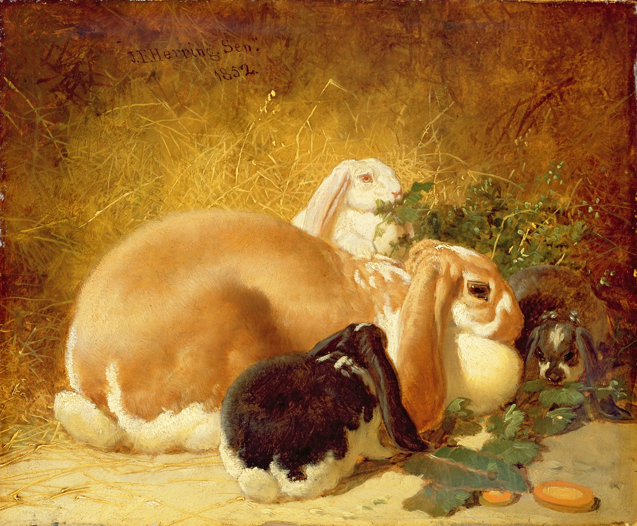 Králíci, 1852 od John Frederick Herring Junior