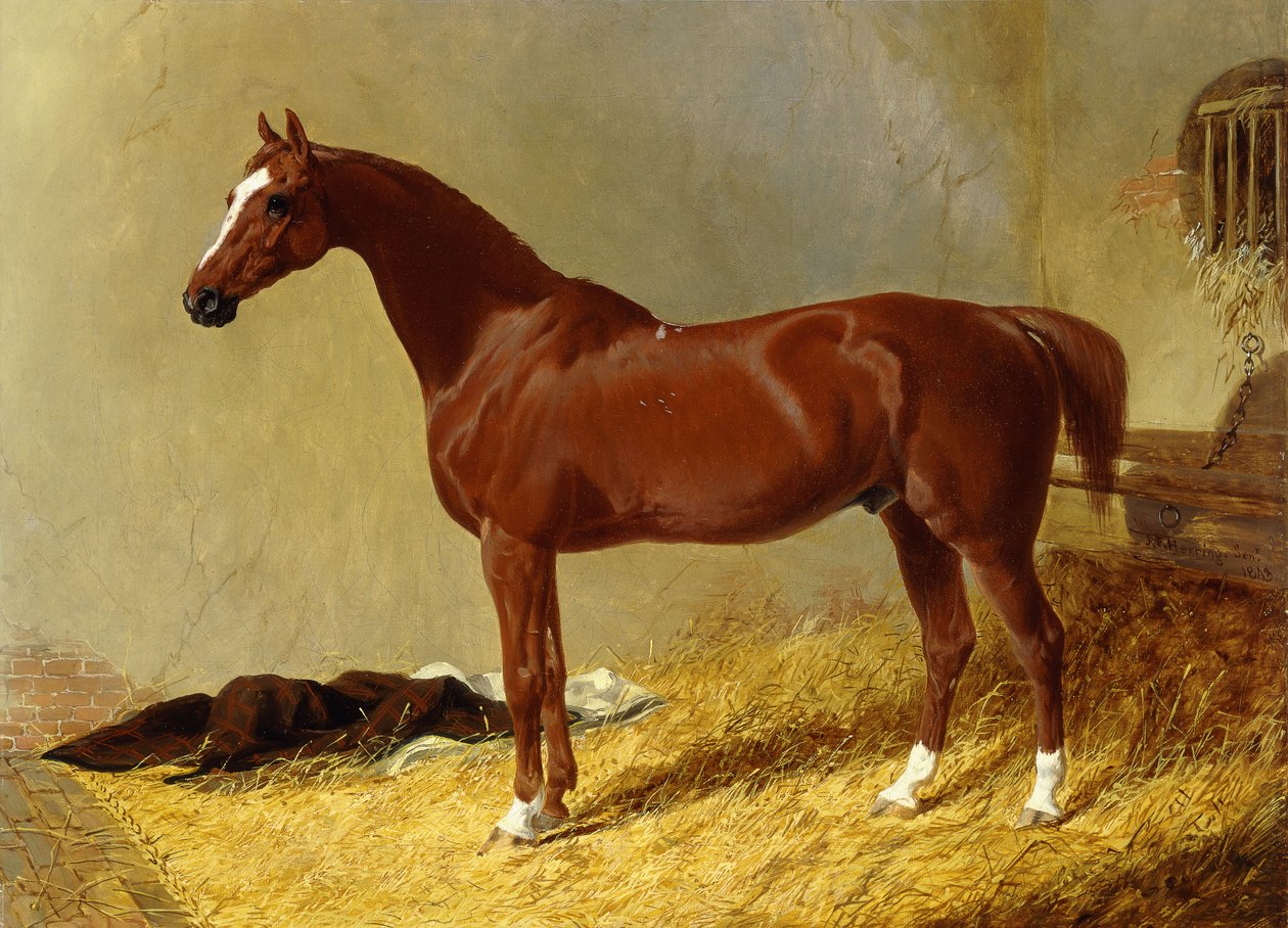 Závodní kůň v zátoce ve stáji, 1843 od John Frederick Herring Senior