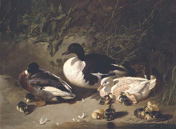 Kachny a kachňata u rybníka od John Frederick Herring Senior