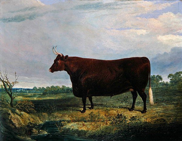 Portrét hnědého býka od John Frederick Herring Senior