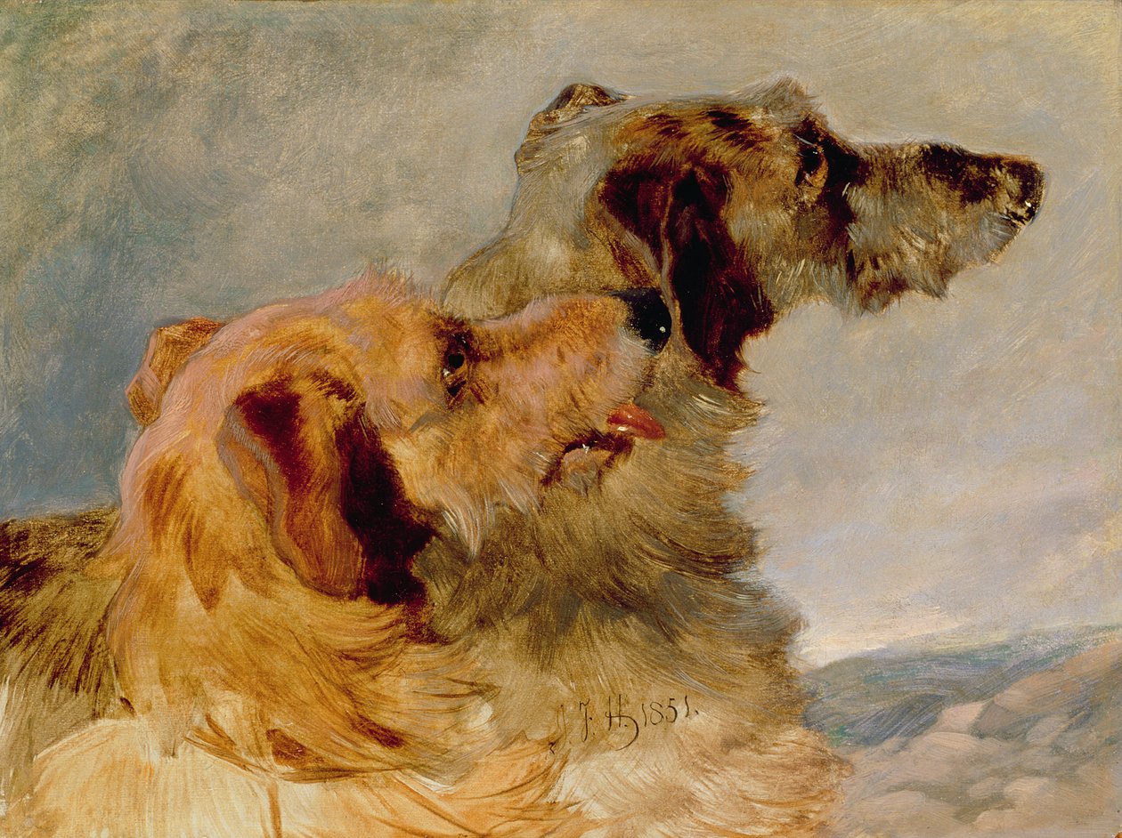 Dva deerhoundi, 1851 (olej na papíře) od John Frederick Herring Senior