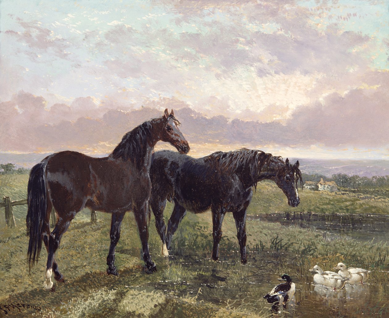 Dva koně pasoucí se při západu slunce od John Frederick Herring Senior