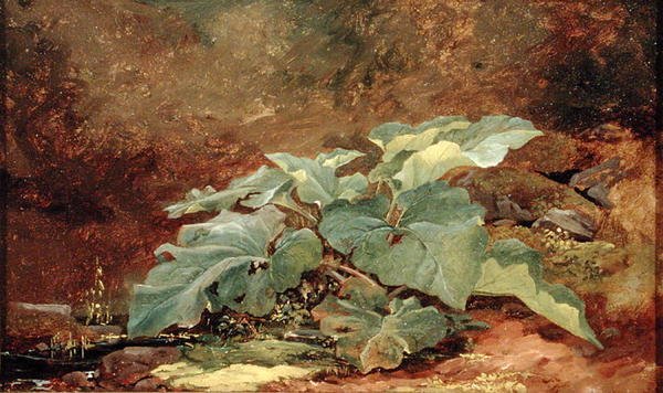 Studie rostliny lopuchu (olej na papíře připevněné na plátně) od John Frederick Kensett