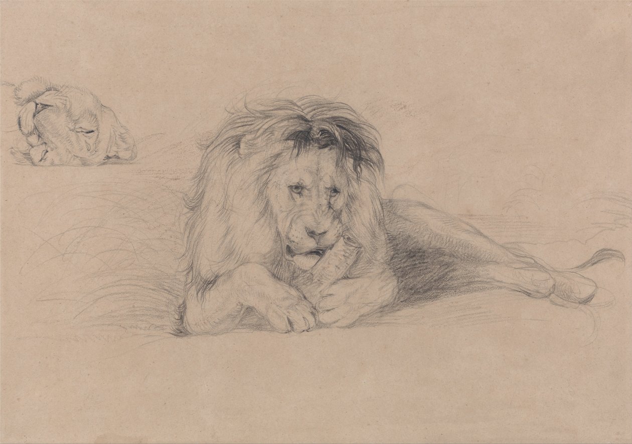 Studie lva a studie hlavy lvice od John Frederick Lewis