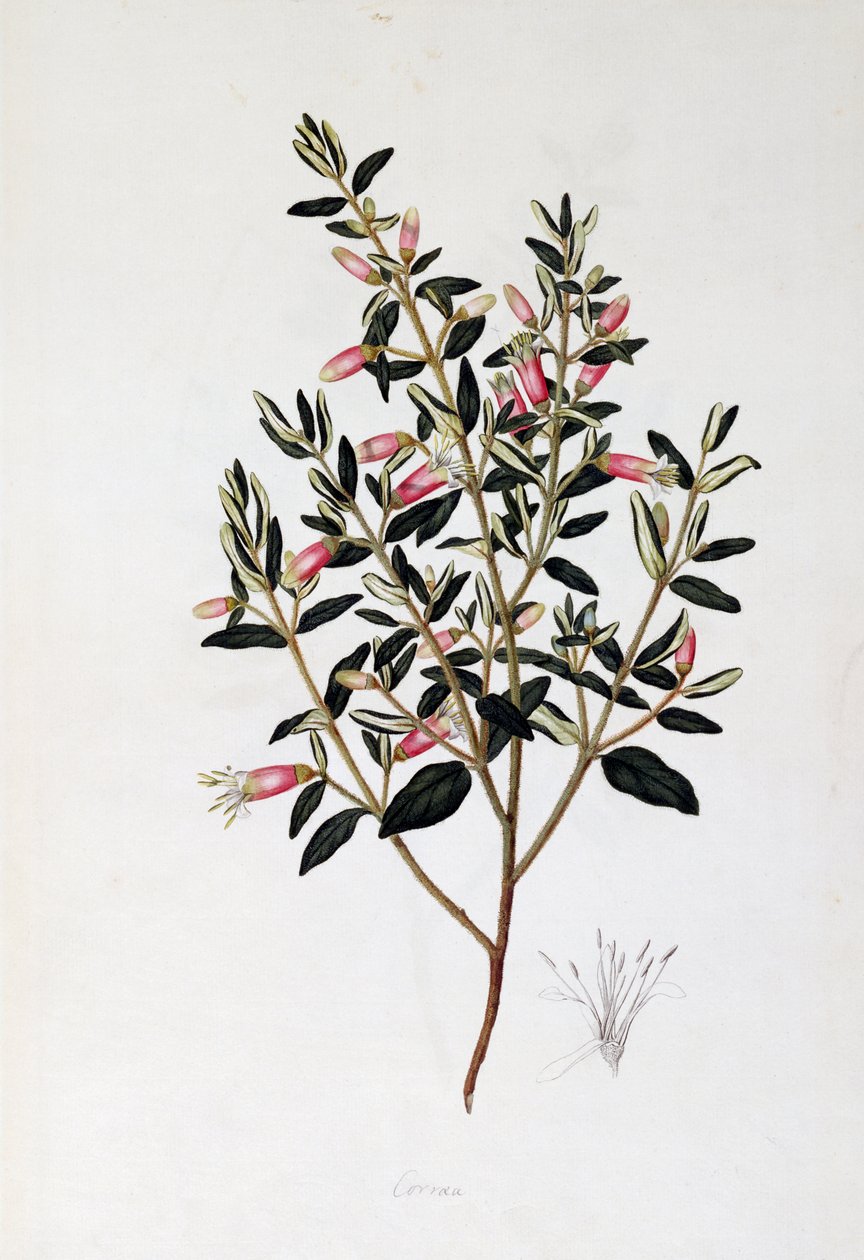 Correa Reflexa, kresba John Frederick Miller (1759-1796) od John Frederick Miller