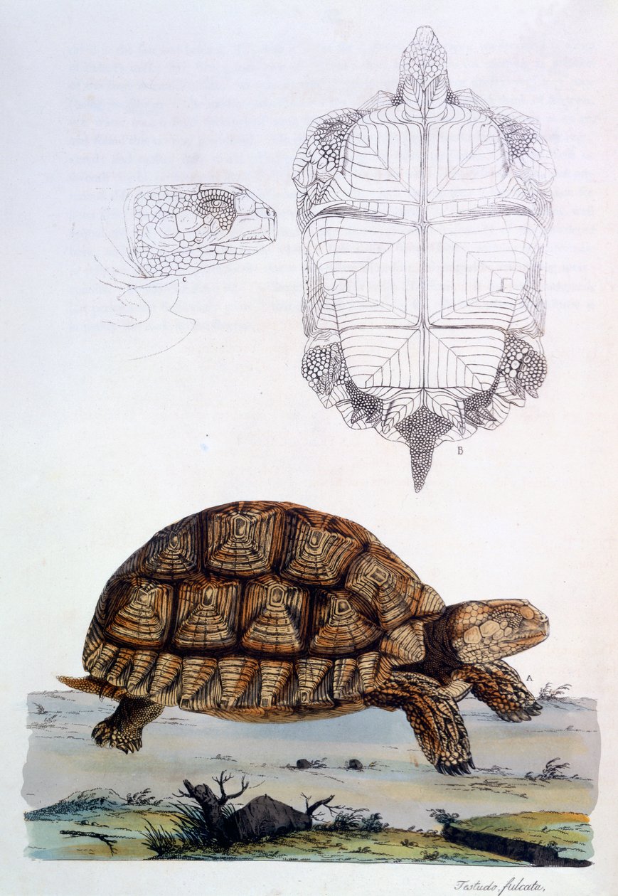Testudo Sulcata, 1796 (ručně kolorovaná rytina) od John Frederick Miller