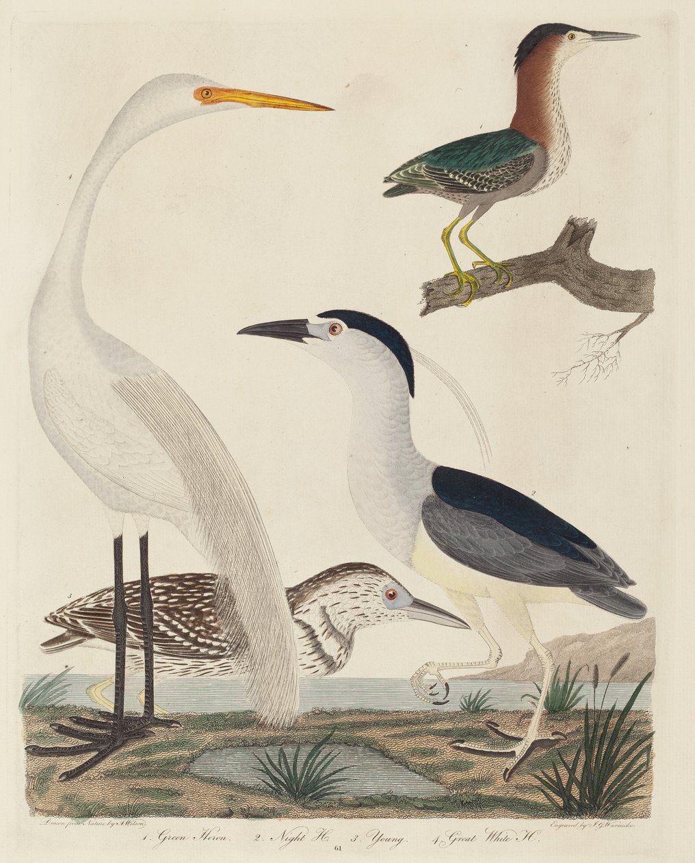 Volavka zelená, volavka noční, volavka mladá a volavka bílá, vydáno 1808-1814. od John G. Warnicke
