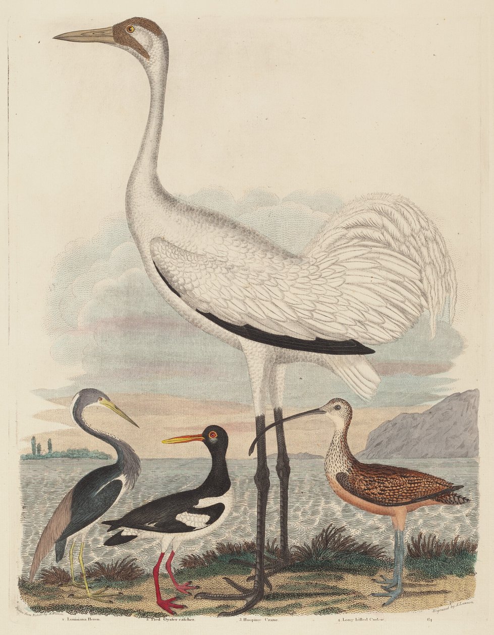 Louisiana Heron, Pied Oyster-catcher, Hooping Crane a Long-billed Curlew, publikoval 1808-1814. od John G. Warnicke