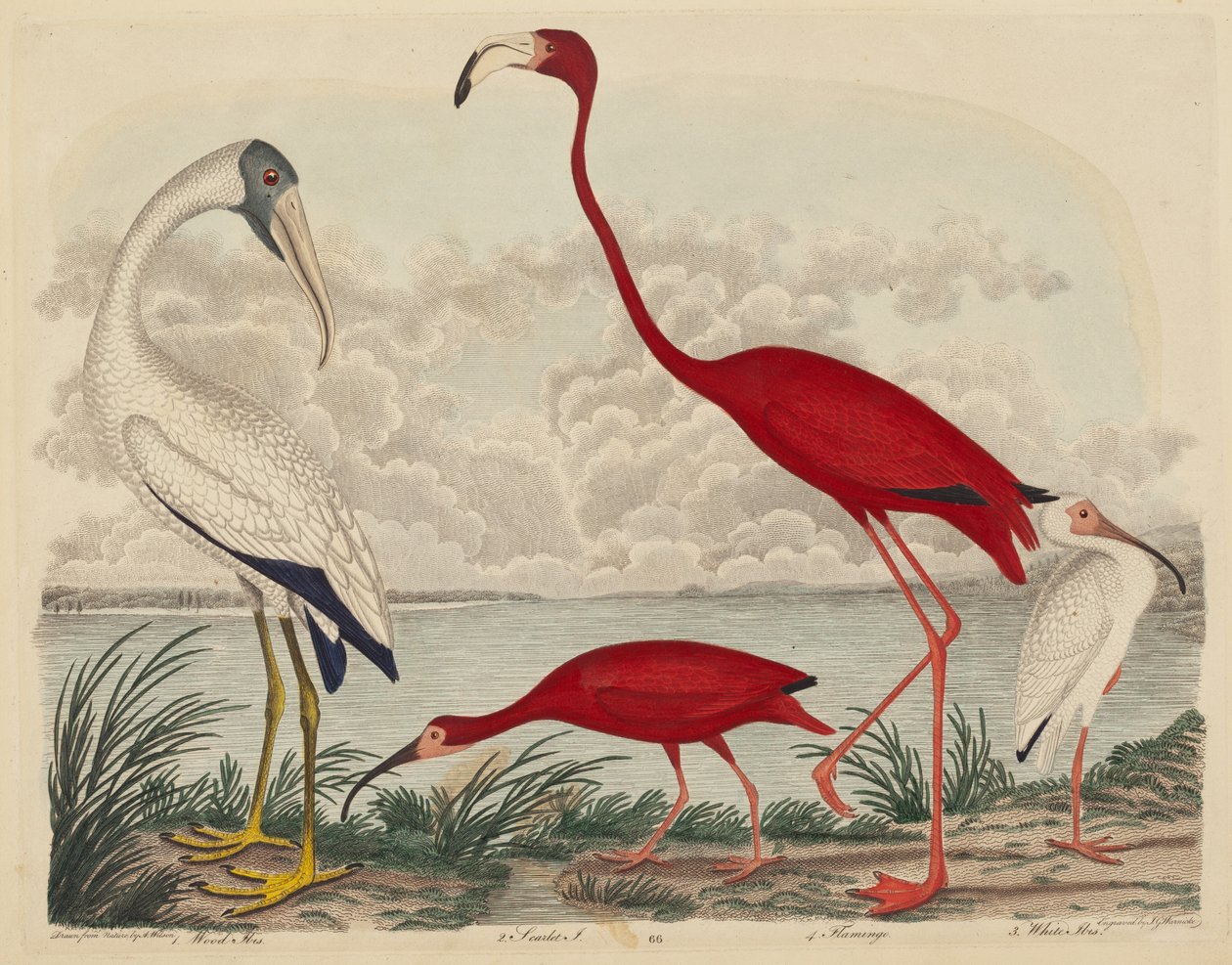Ibis dřevěný, ibis šarlatový, plameňák a ibis bílý od John G. Warnicke after Alexander Wilson