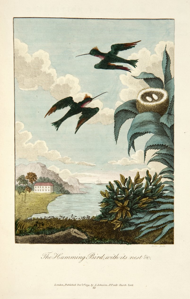 Kolibri pesällään od John Gabriel Stedman