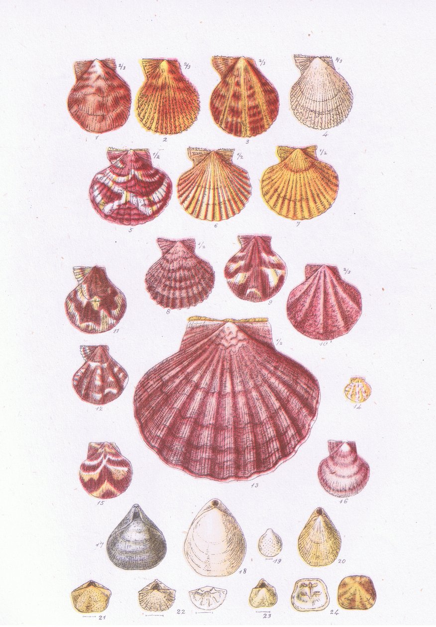 British Scallops, Nature in Britain publikoval Collins, 1946 od John George Sowerby
