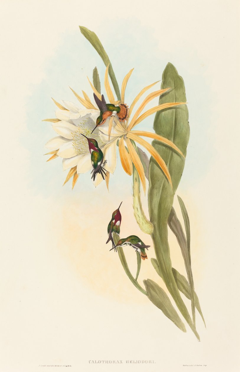 Calothorax heliodori. Tvůrci: John Gould, Henry Constantine Richter. od John Gould and Henry Constantine Richter John Gould and Henry Constantine Richter