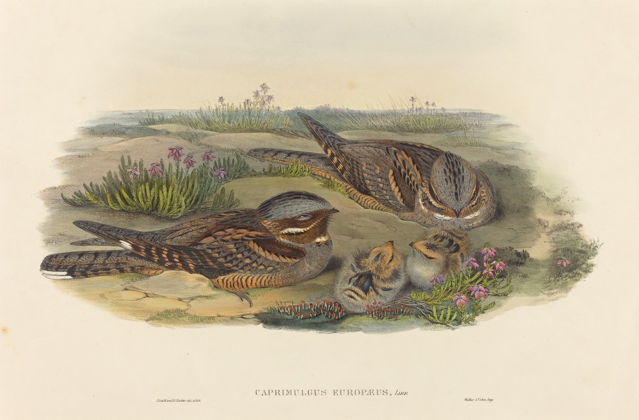 Caprimulgus europaeus Nightjar. Tvůrci: John Gould, Henry Constantine Richter. od John Gould and Henry Constantine Richter John Gould and Henry Constantine Richter