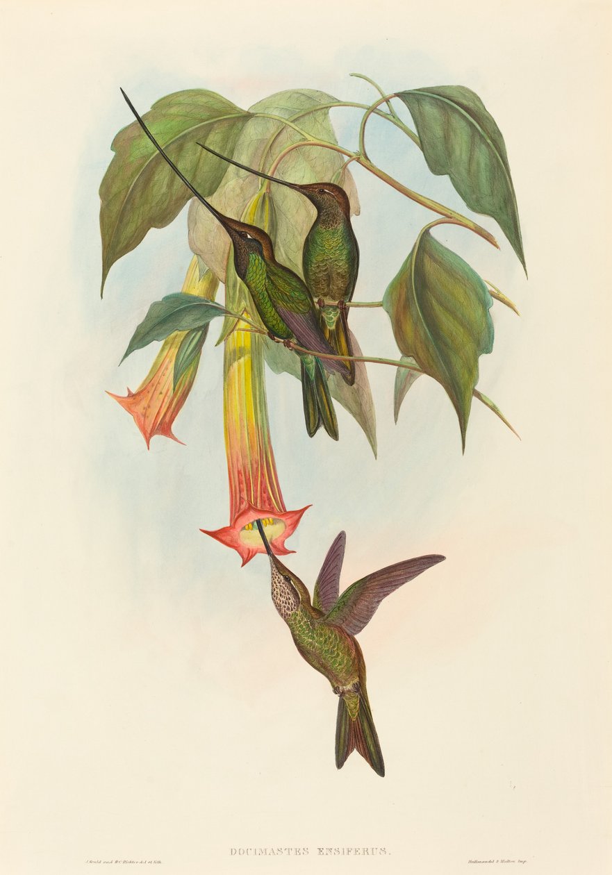 Docimastes ensiferus Kolibřík mečozobý. Tvůrci: John Gould, Henry Constantine Richter. od John Gould and Henry Constantine Richter John Gould and Henry Constantine Richter