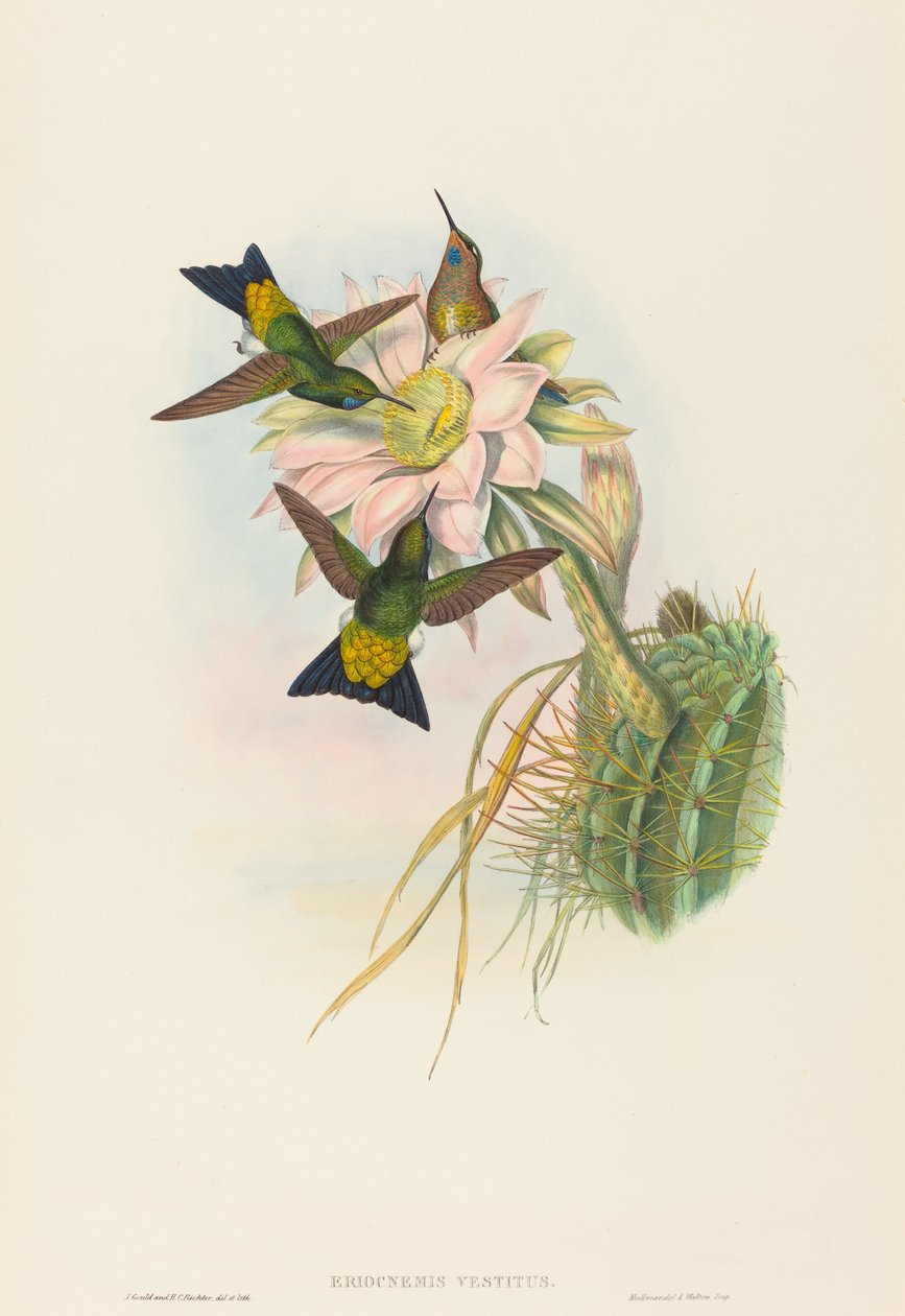 Eriocnemis vestitus Zářící Puff-Leg. Tvůrci: John Gould, Henry Constantine Richter. od John Gould and Henry Constantine Richter John Gould and Henry Constantine Richter