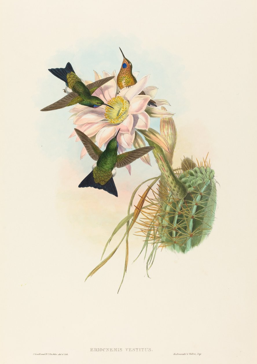 Eriocnemis vestitus Svítící Puff-Leg. Tvůrci: John Gould, Henry Constantine Richter. od John Gould and Henry Constantine Richter John Gould and Henry Constantine Richter