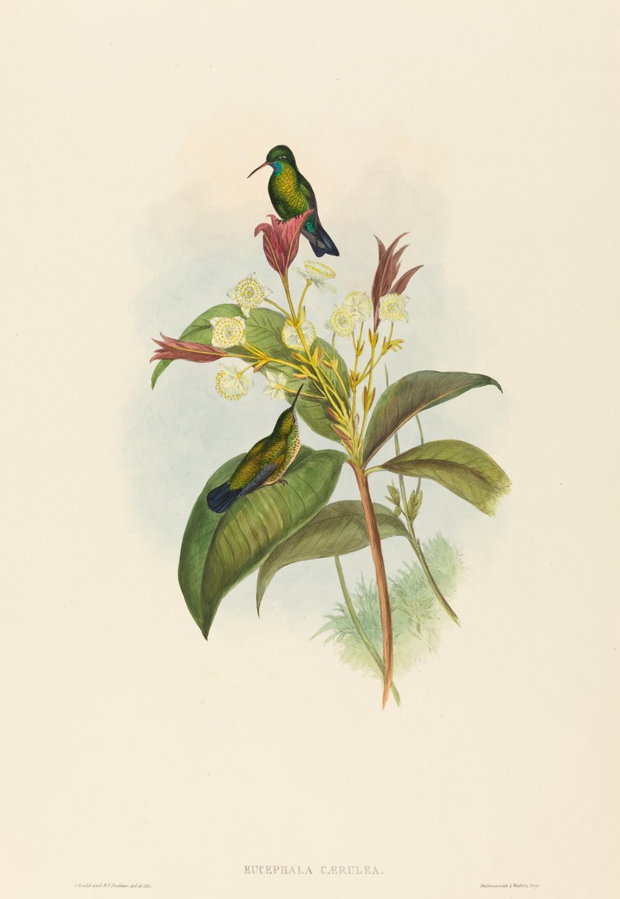 Eucephala caerulea Safír modrobradý. Tvůrci: John Gould, Henry Constantine Richter. od John Gould and Henry Constantine Richter John Gould and Henry Constantine Richter