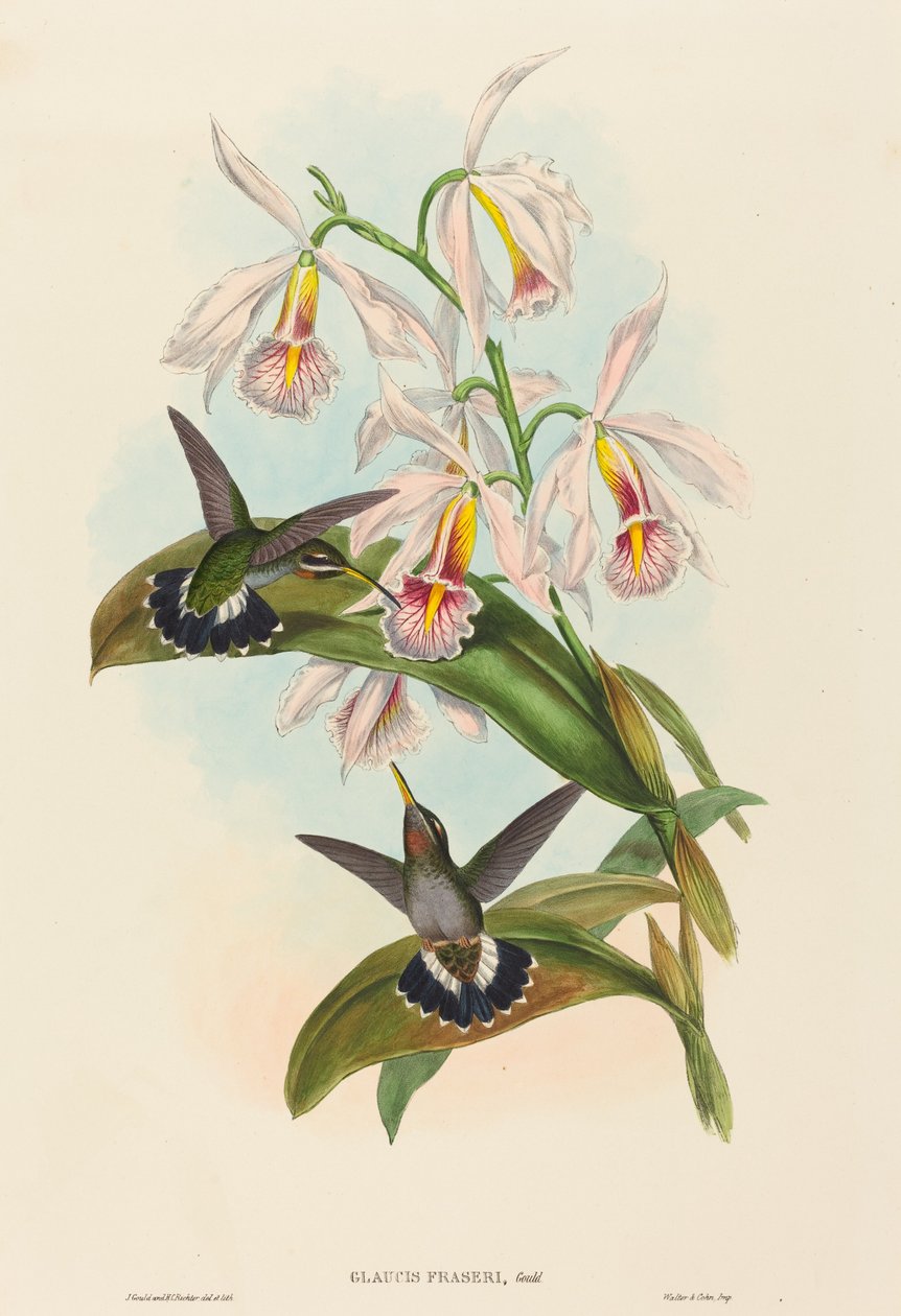 Glaucis fraseri Fraserův ostnatý krk. Tvůrci: John Gould, Henry Constantine Richter. od John Gould and Henry Constantine Richter John Gould and Henry Constantine Richter