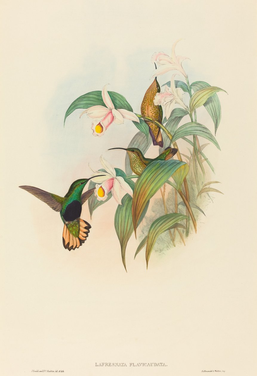 Lafresnaya flavicaudata Velvet-prsa s buff-tailed. Tvůrci: John Gould, Henry Constantine Richter. od John Gould and Henry Constantine Richter John Gould and Henry Constantine Richter