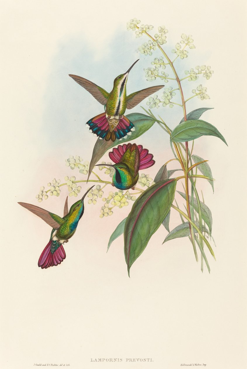 Lampornis prevosti. Tvůrci: John Gould, Henry Constantine Richter. od John Gould and Henry Constantine Richter John Gould and Henry Constantine Richter