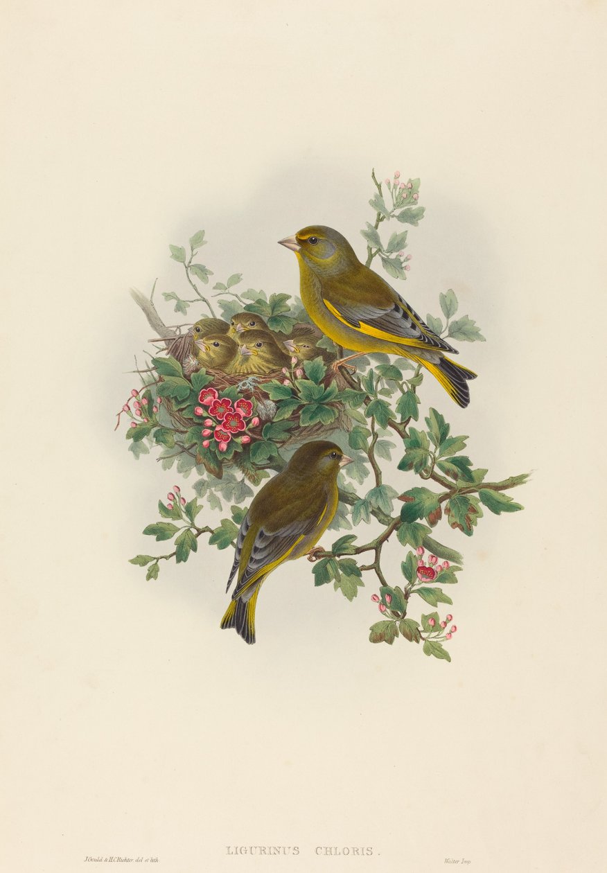 Ligurinus chloris Zeleník zelený. Tvůrci: John Gould, Henry Constantine Richter. od John Gould and Henry Constantine Richter John Gould and Henry Constantine Richter