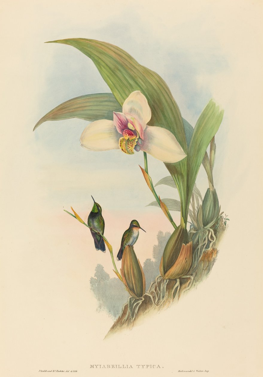 Myiabeillia typica Abeilleův kolibřík. Tvůrci: John Gould, Henry Constantine Richter. od John Gould and Henry Constantine Richter John Gould and Henry Constantine Richter