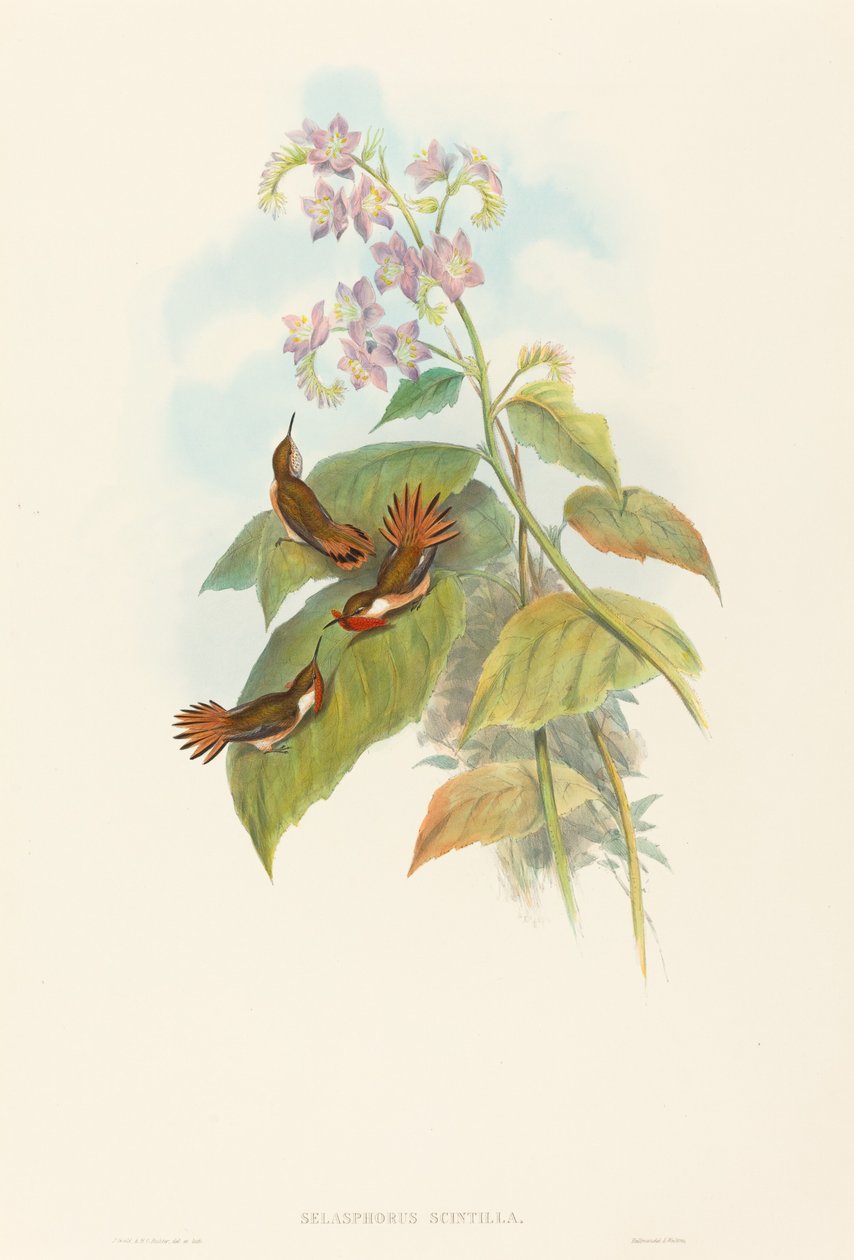 Selashorus scintilla Scintillant kolibřík. Tvůrci: John Gould, Henry Constantine Richter. od John Gould and Henry Constantine Richter John Gould and Henry Constantine Richter