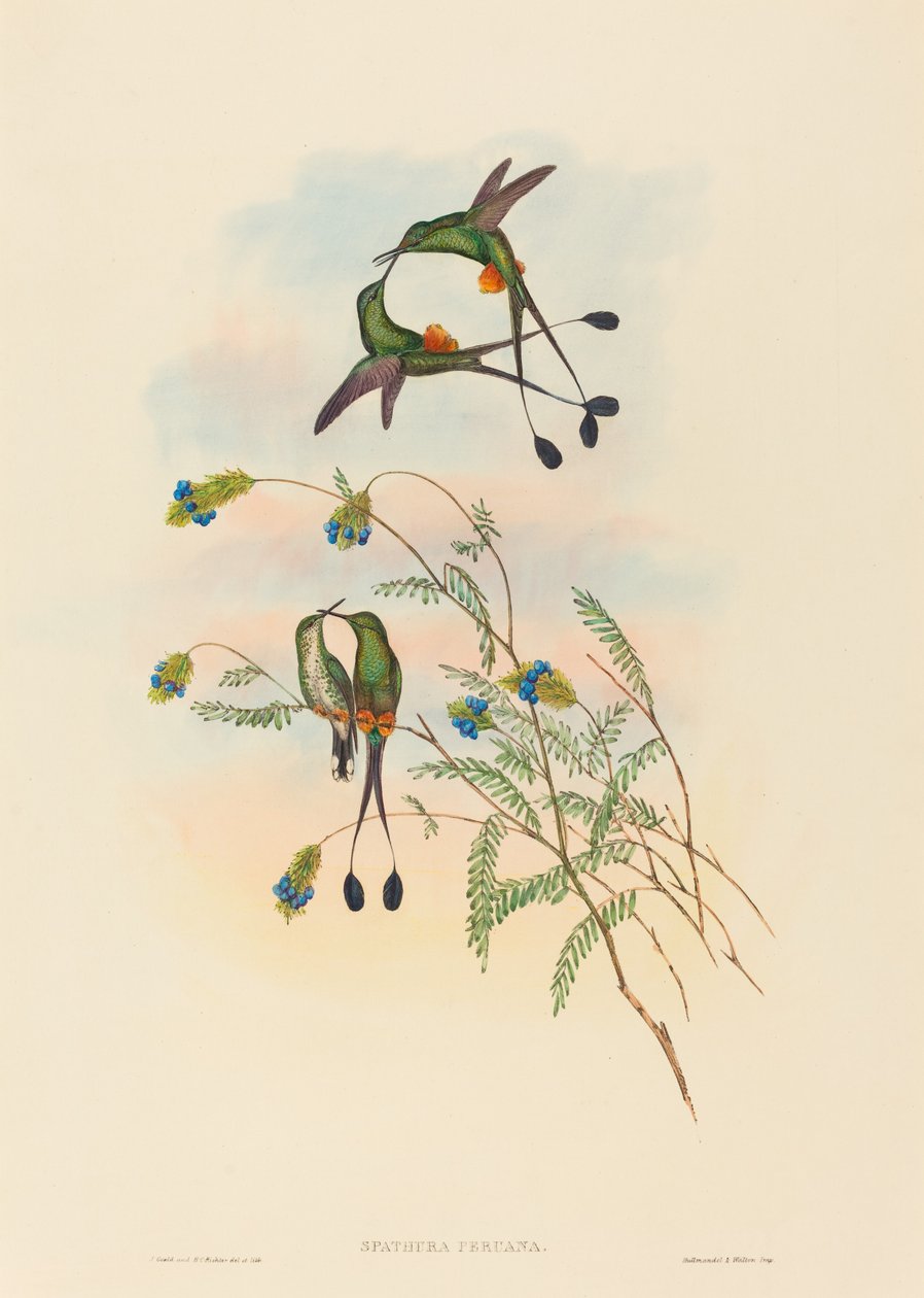 Spathura peruana Racket-Tail peruánský. Tvůrci: John Gould, Henry Constantine Richter. od John Gould and Henry Constantine Richter John Gould and Henry Constantine Richter