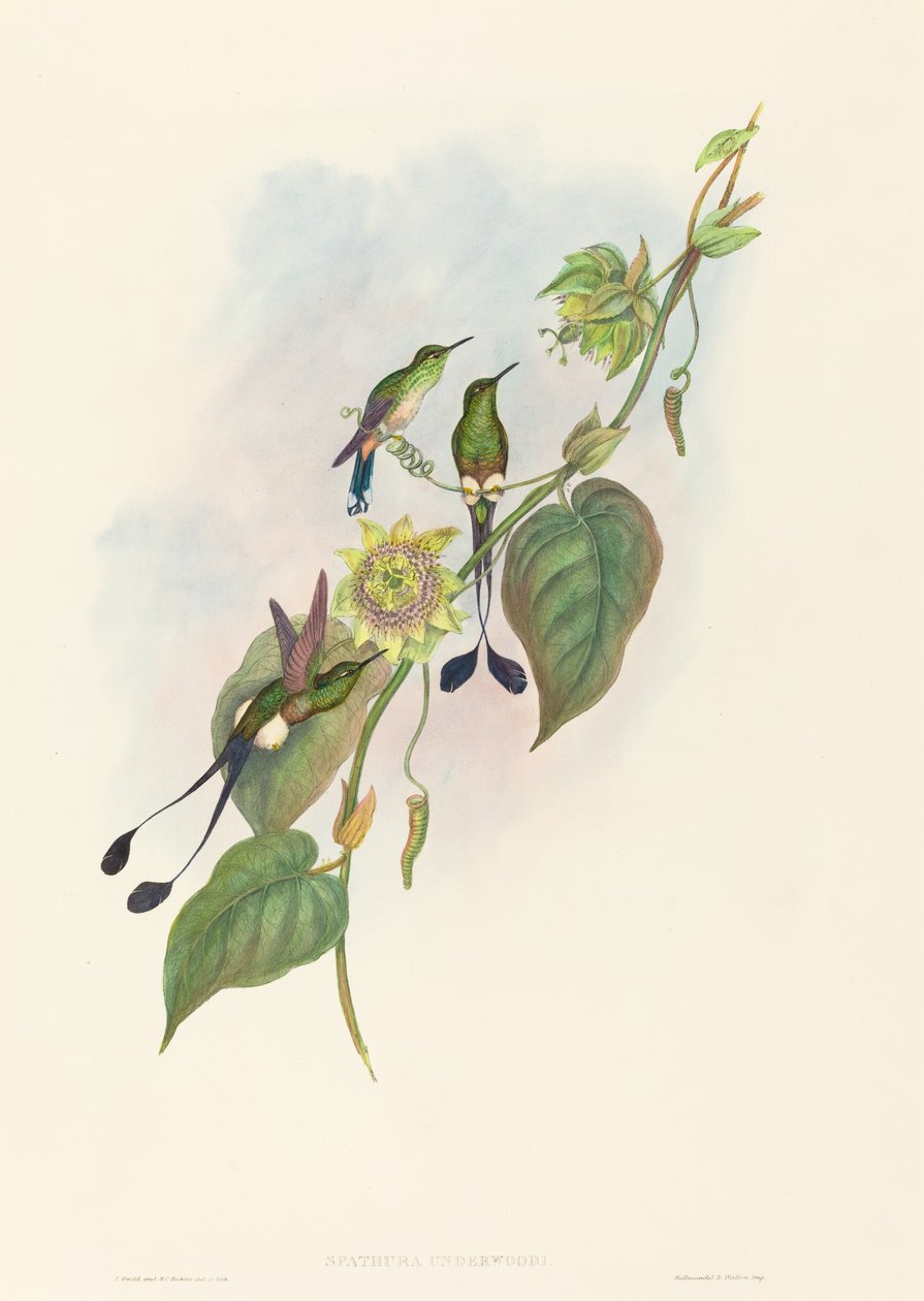 Spathura underwoodi Racket-Tail bělonohý. Tvůrci: John Gould, Henry Constantine Richter. od John Gould and Henry Constantine Richter John Gould and Henry Constantine Richter