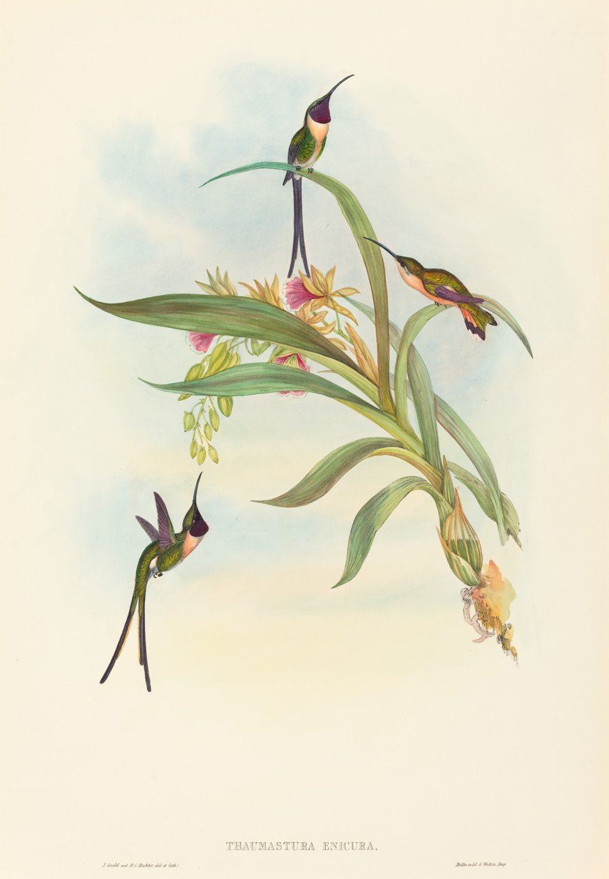 Tharmastura enicura Slender Shear-Tail. Tvůrci: John Gould, Henry Constantine Richter. od John Gould and Henry Constantine Richter John Gould and Henry Constantine Richter