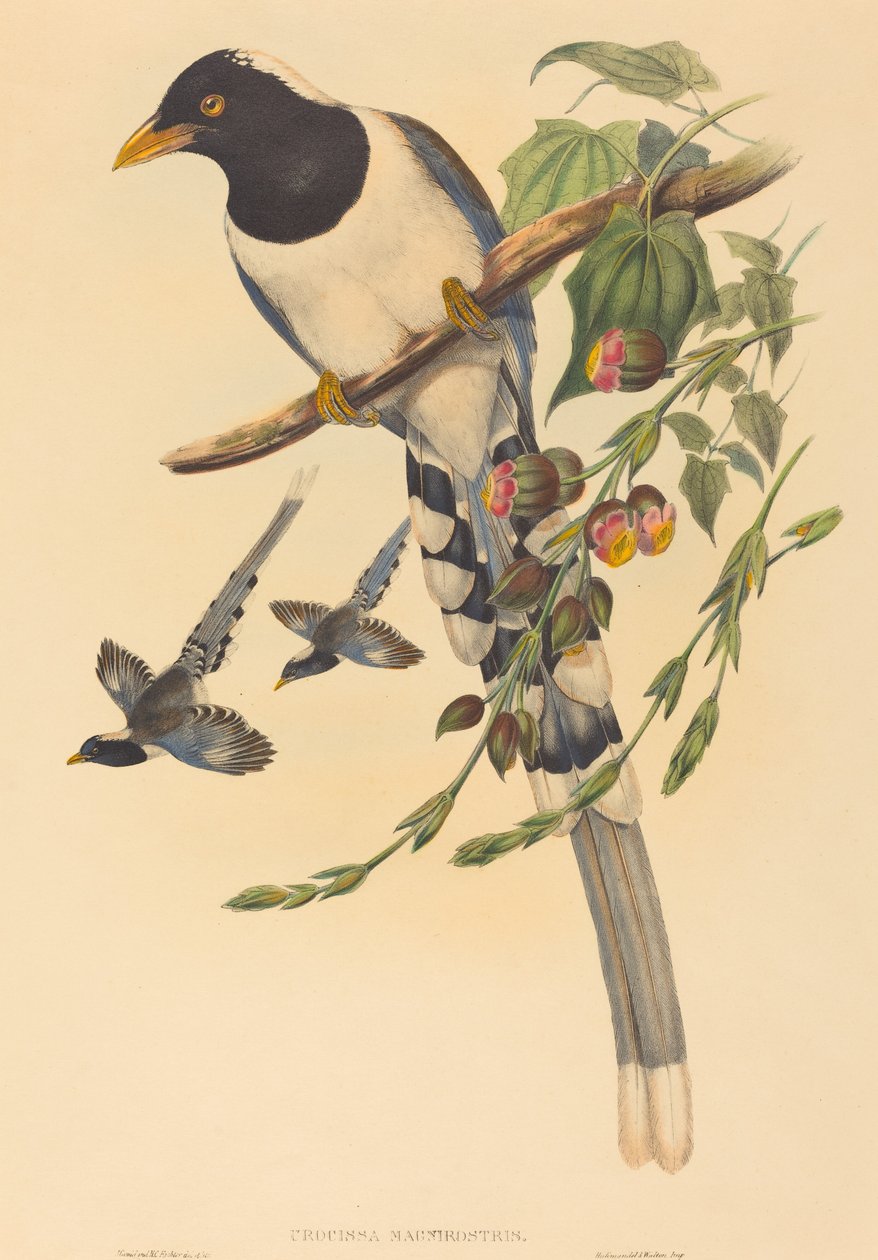 Urocissa magnirostris, pravděpodobně 18501883. Tvůrci: John Gould, Henry Constantine Richter. od John Gould and Henry Constantine Richter John Gould and Henry Constantine Richter