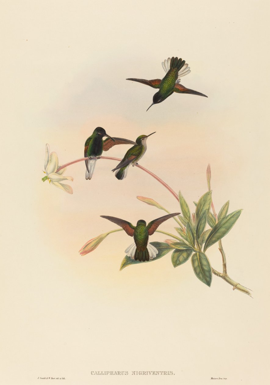 Callipharus nigriventris Kolibřík černobřichý. Tvůrci: John Gould, William Matthew Hart. od John Gould, William Matthew Hart