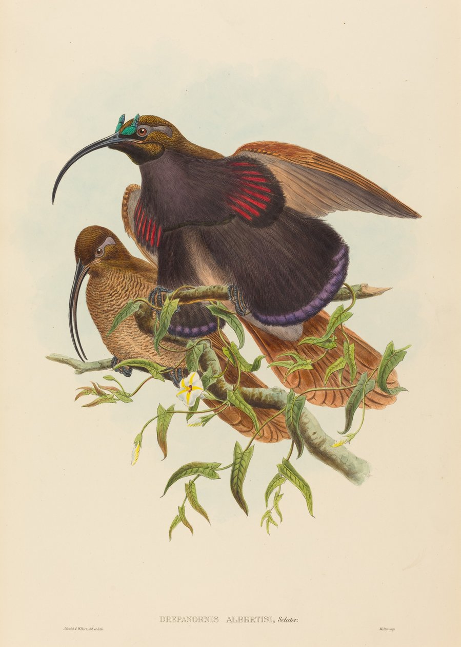 Drepanornis albertisi Sebrák černozobý Ráj. Tvůrci: John Gould, William Matthew Hart. od John Gould, William Matthew Hart