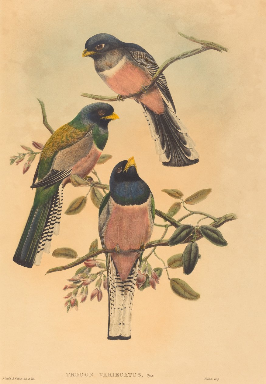 Trogan variegatus, pravděpodobně 18361838. Tvůrci: John Gould, William Matthew Hart. od John Gould, William Matthew Hart