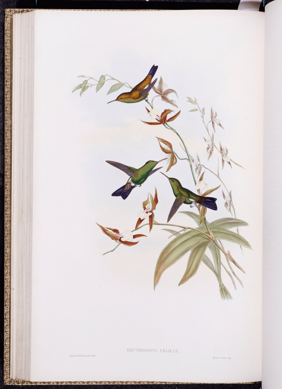 Monografie Trochilidae, neboli čeledi kolibříků, vydaná 1849-61 od John Gould