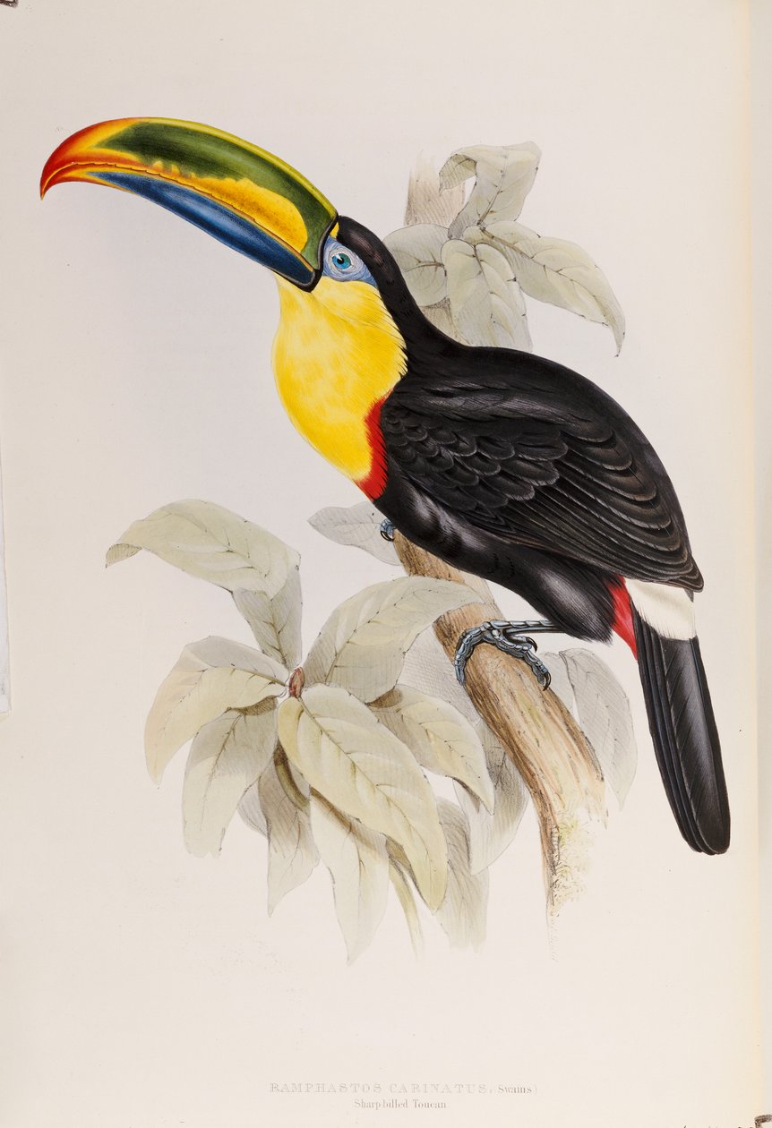 Monografie Ramphastidae neboli čeledi tukanů, první vydání, vydáno 1834 od John Gould