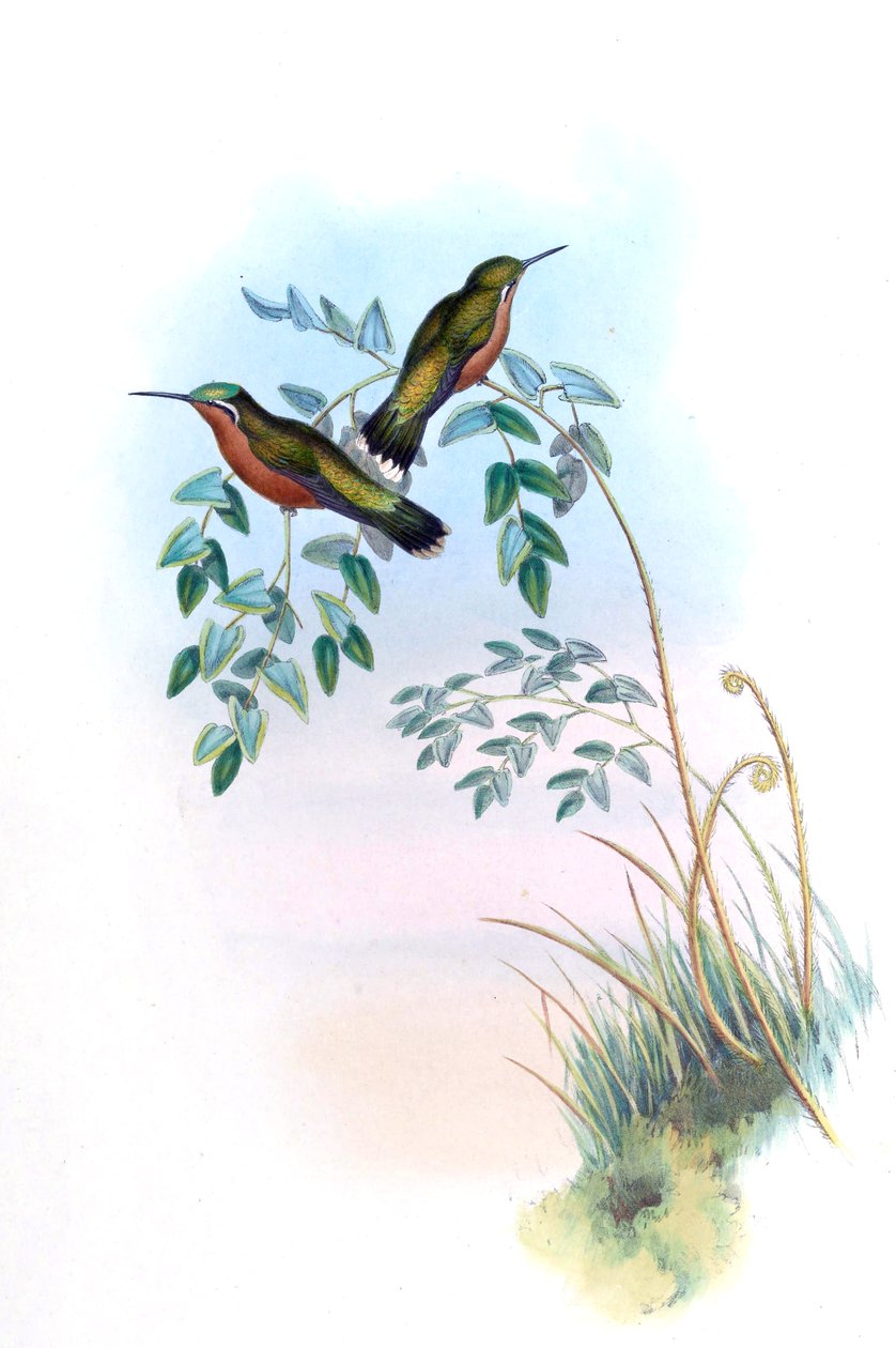 Adelomyia castaneiventris = Lampornis castaneoventris od John Gould