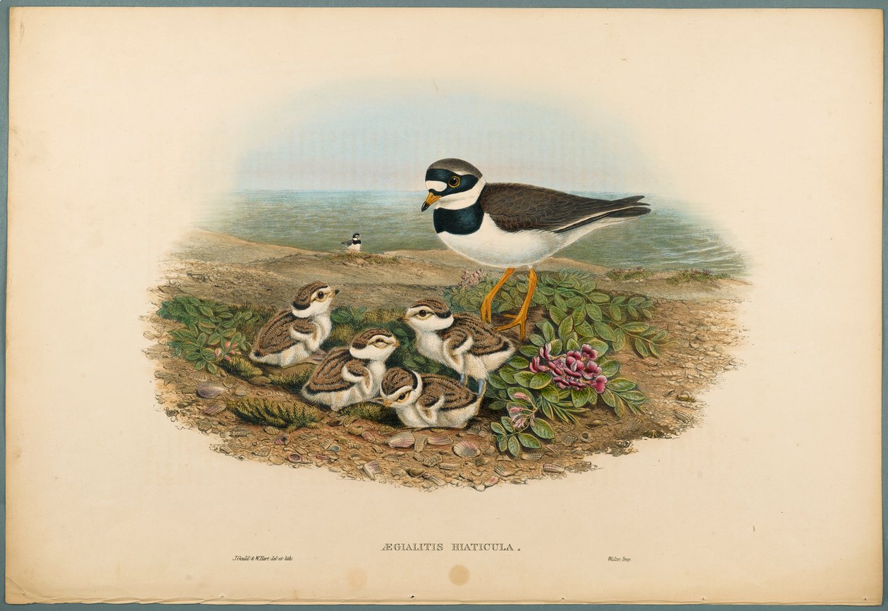Aegialitis Hiaticula - Kulík kroužkovaný (barevné lito na tkaném papíře) od John Gould