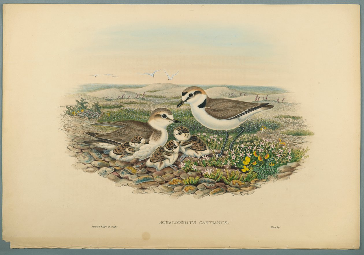 Aegialophilus Cantianus - kulík kentský (barevné lito na tkaném papíře) od John Gould