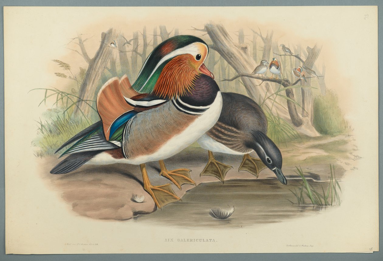 Aix Galericulata: Kachna (barevné litho na tkaném papíře) od John Gould