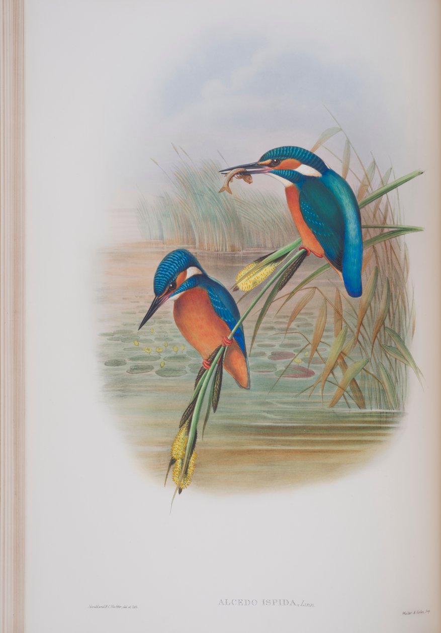 Alcedo Ispida, deska z The Birds of Great Britain od Johna Goulda, vydaná 1862-73 (ručně kolorované lito) od John Gould
