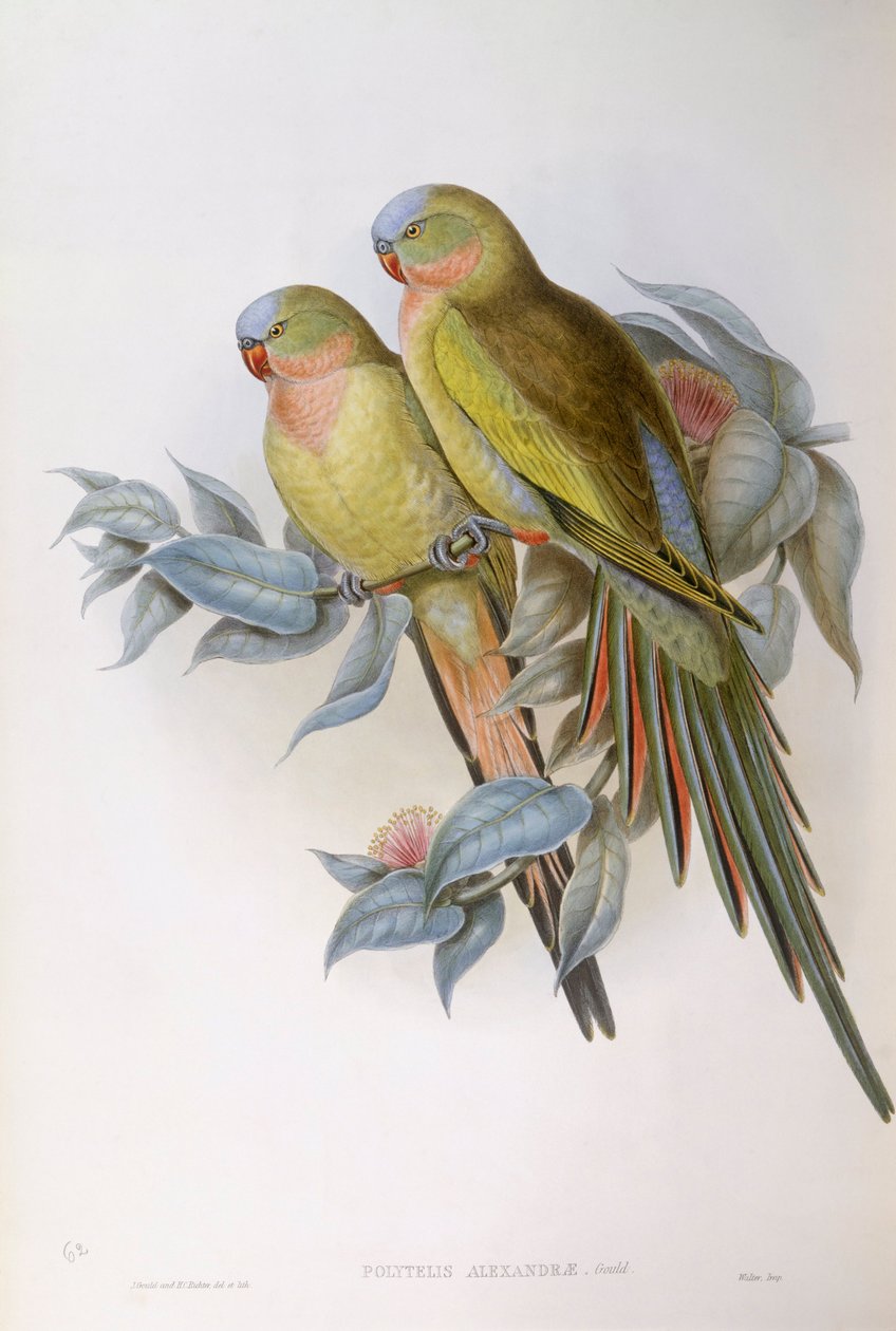 Alexandrin papoušek (Polytelis alexandrae), rytina John Gould od John Gould