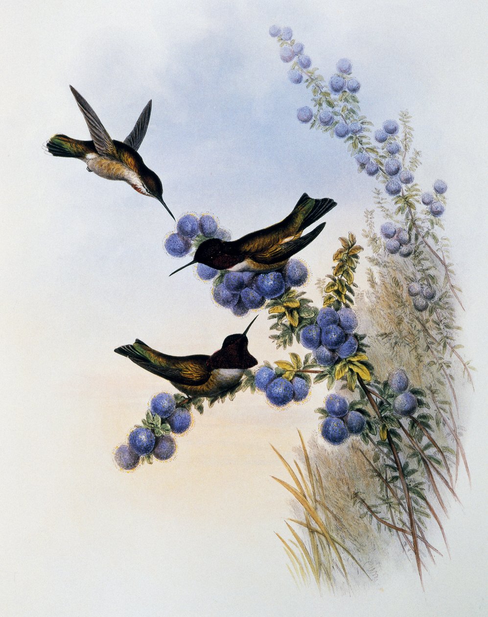 Kolibřík Anny (Calypte anna), rytina z Monografie Trochilidae nebo kolibříků (1849-1861), John Gould (1804-1881), Spojené království od John Gould