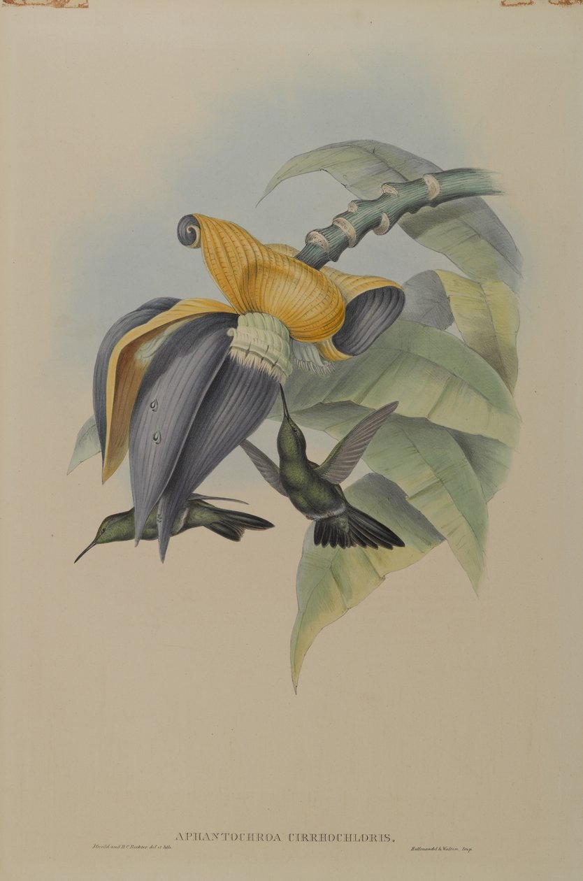 Aphantochroa Cirrhochloris: Ponurý kolibřík od John Gould