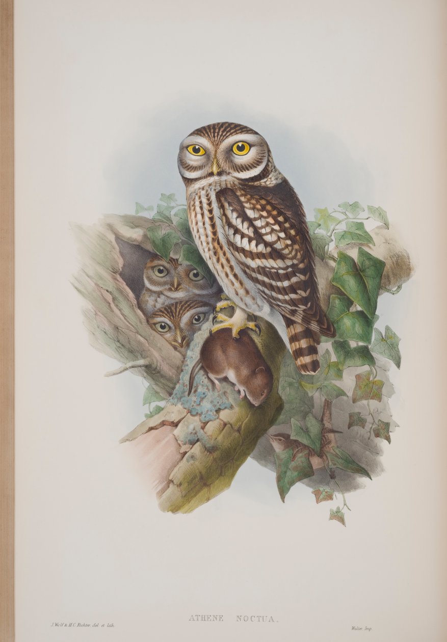 Athene Noctua, deska z The Birds of Great Britain od Johna Goulda, vydaná 1862-73 (ručně kolorované lito) od John Gould
