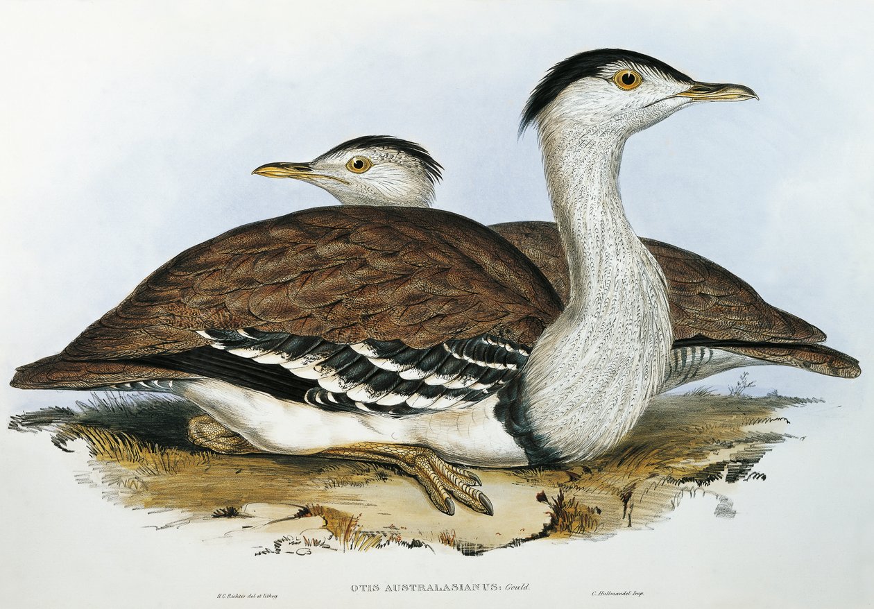 Bustrard australský (Otis australasianus) od John Gould