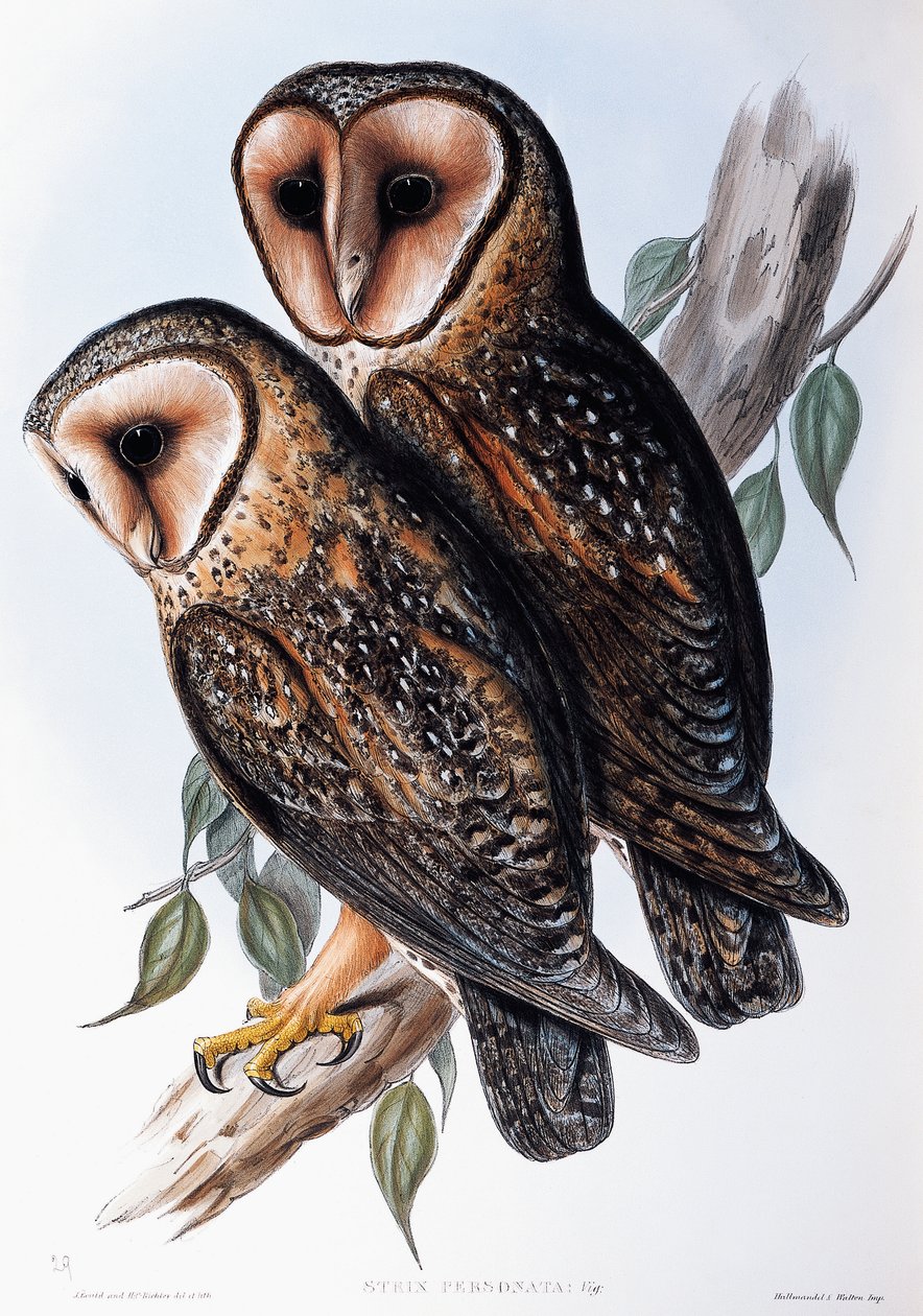 Australian Masked-Owl (Strix personata), litografie z Birds of Australia od John Gould