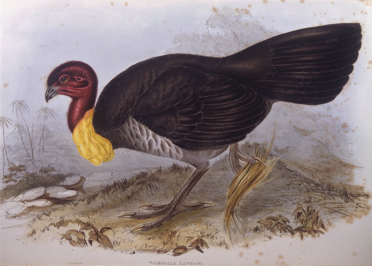 Australský kartáč-krocan (Alectura lathami), rytina John Gould od John Gould