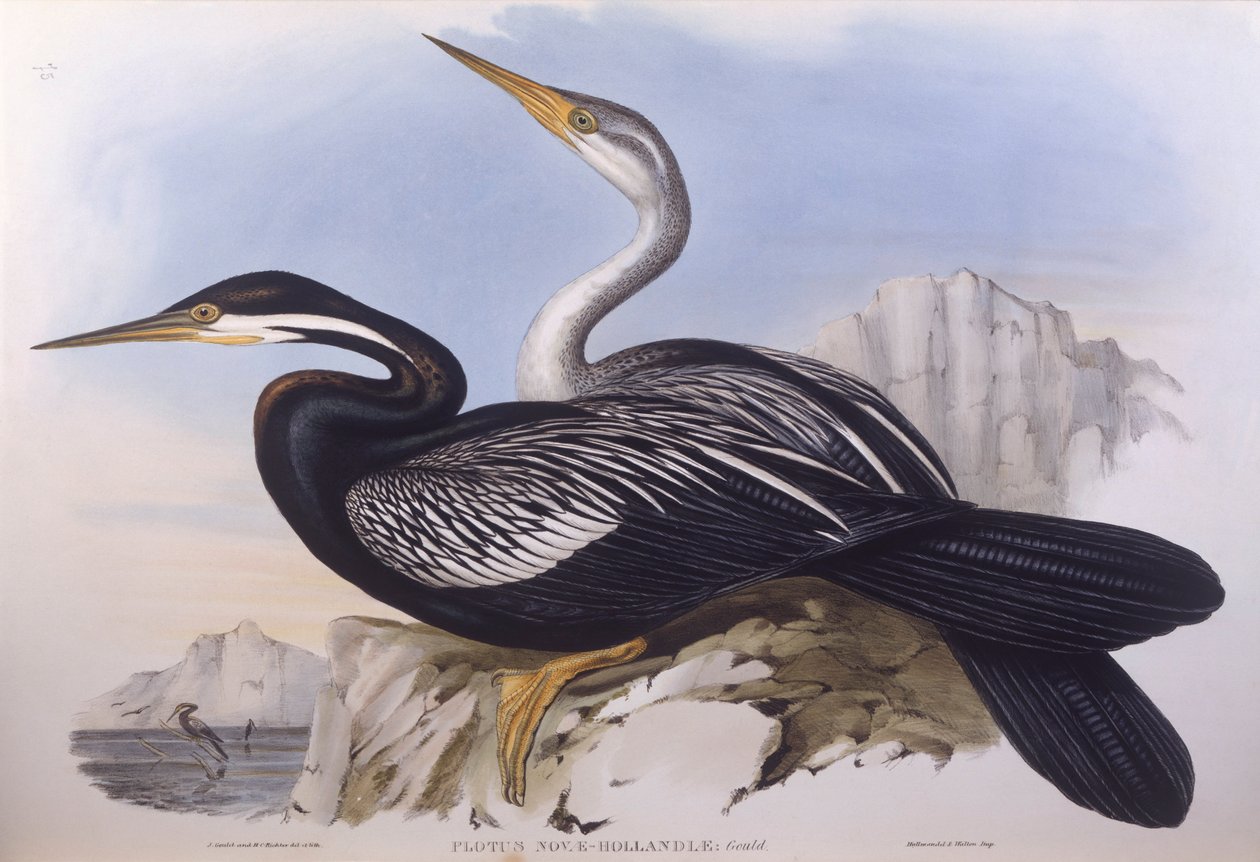 Australský darter (Anhinga novaehollandiae), rytina John Gould od John Gould