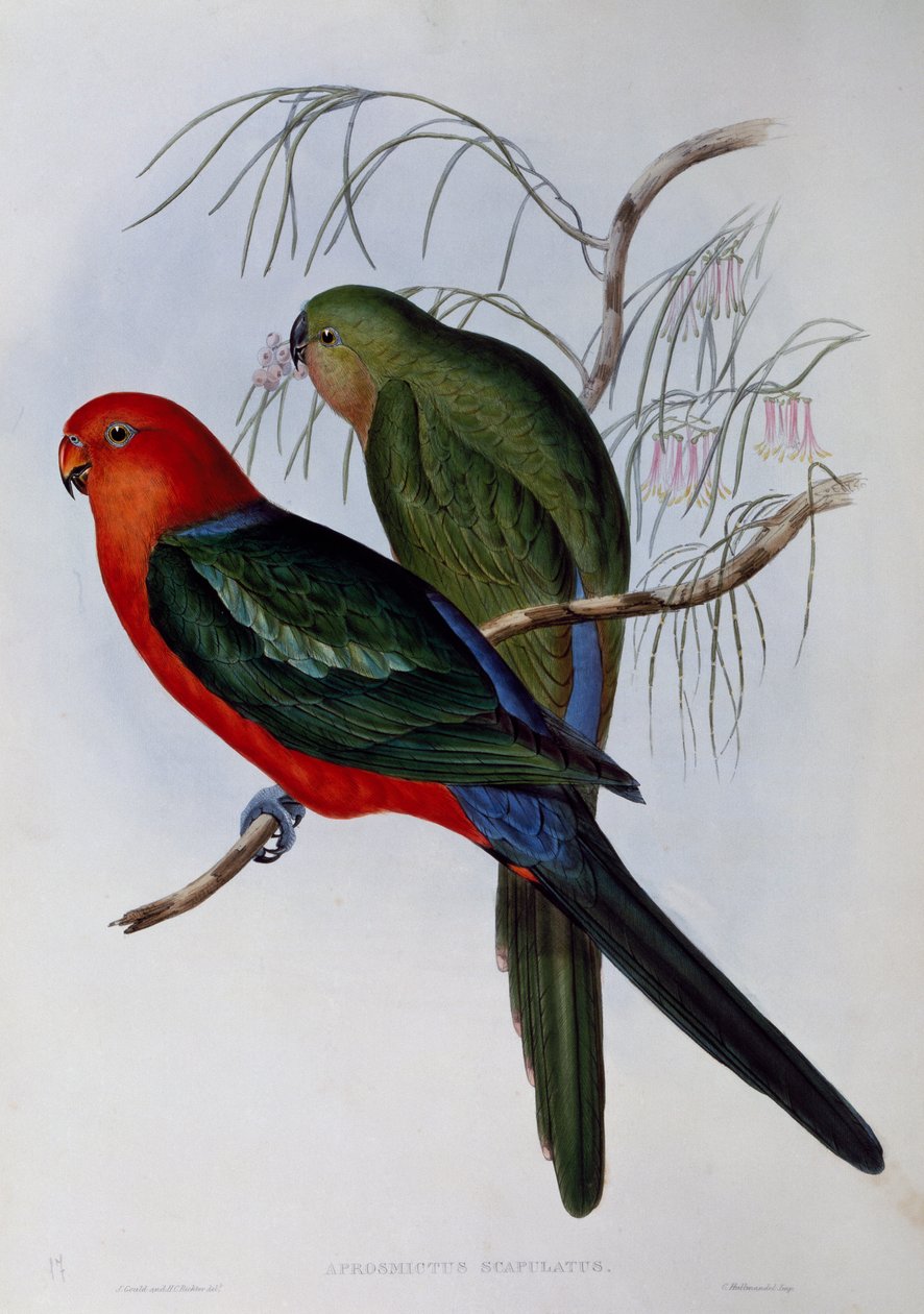 Australský král Papoušek (Alisterus scapularis), rytina John Gould (1804-1881) a Henry Constantine Richter (1821-1902). Spojené království od John Gould